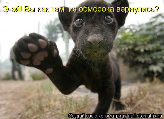 Э-эй! Вы как там, из обморока вернулись?... Котоматрица: Э-эй! Вы как там, из обморока вернулись?
