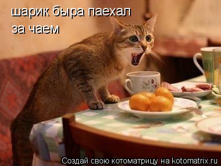 шарик быра паехал за чаем... Котоматрица: шарик быра паехал за чаем