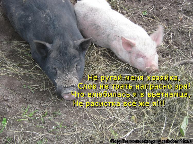 Не ругай меня хозяйка, Слов не трать напрасно зря! Что влюбилась я в вьетнамца, Не расистка всё же я!... Котоматрица: Не ругай меня хозяйка, Слов не трать напрасно зря! Что влюбилась я в вьетнамца, Не расистка всё же я!!!