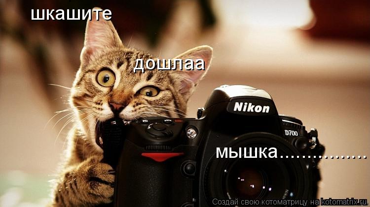 шкашите дошлаа мышка................... Котоматрица: шкашите дошлаа мышка................