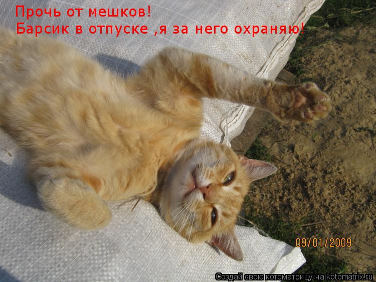Прочь от мешков! Барсик в отпуске ,я за него охраняю!... Котоматрица: Прочь от мешков! Барсик в отпуске ,я за него охраняю!