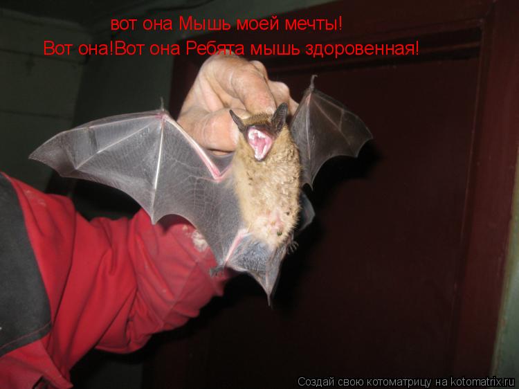 вот она Мышь моей мечты! Вот она!Вот она Ребята мышь здоровенная!... Котоматрица: вот она Мышь моей мечты! Вот она!Вот она Ребята мышь здоровенная!
