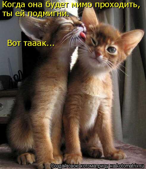Когда она будет мимо проходить, ты ей подмигни. Вот тааак...... Котоматрица: Когда она будет мимо проходить, ты ей подмигни. Вот тааак...