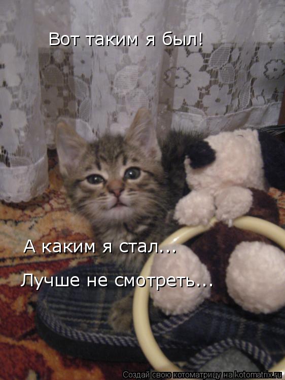 Вот таким я был! А каким я стал... Лучше не смотреть...... Котоматрица: Вот таким я был! А каким я стал... Лучше не смотреть...