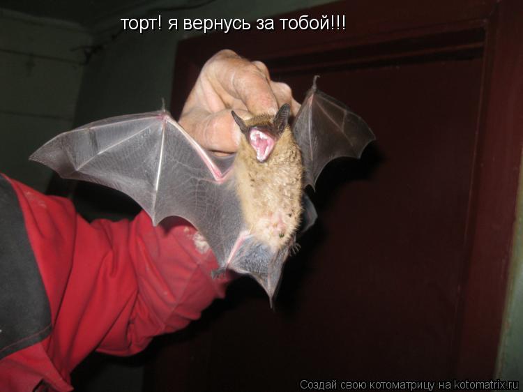 торт! я вернусь за тобой!!!... Котоматрица: торт! я вернусь за тобой!!!