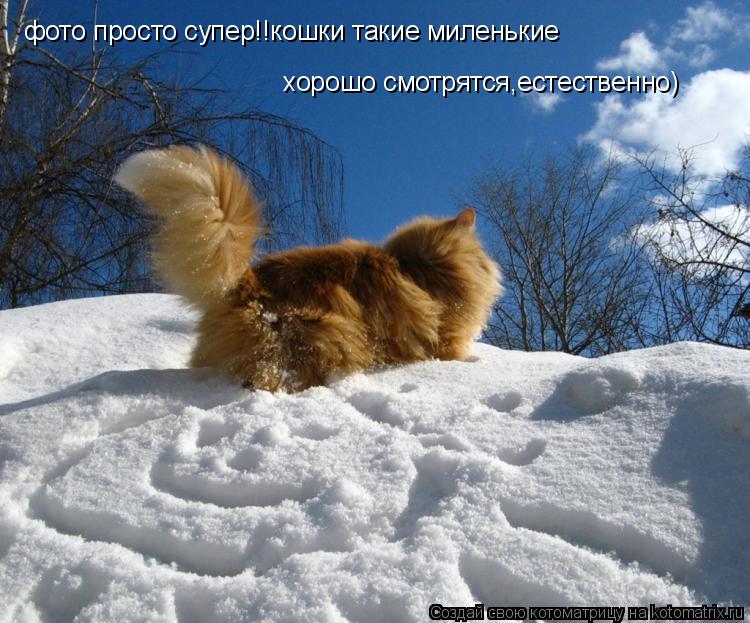 фото просто супер!!кошки такие миленькие хорошо смотрятся,естественно)... Котоматрица: фото просто супер!!кошки такие миленькие хорошо смотрятся,естественно)