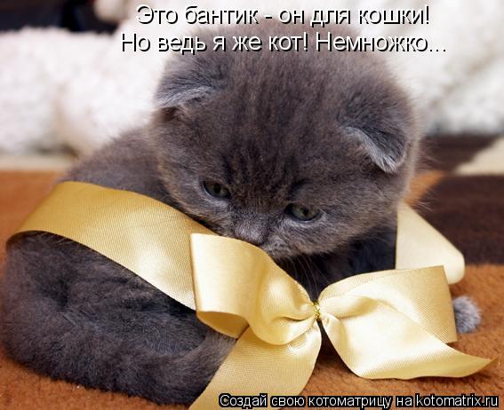 Это бантик - он для кошки! Но ведь я же кот! Немножко...... Котоматрица: Это бантик - он для кошки! Но ведь я же кот! Немножко...