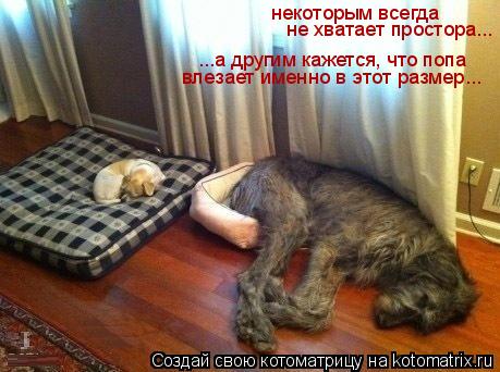 некоторым всегда не хватает простора... ...а другим кажется, что попа влезает именно в этот размер...... Котоматрица: некоторым всегда не хватает простора... ...а другим кажется, что попа влезает именно в этот размер...