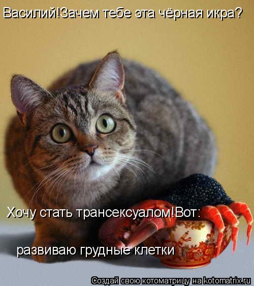 Василий!Зачем тебе эта чёрная икра? Хочу стать трансексуалом!Вот: развиваю грудные клетки... Котоматрица: Василий!Зачем тебе эта чёрная икра? Хочу стать трансексуалом!Вот: развиваю грудные клетки