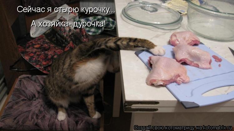 Котоматрица: Сейчас я стырю курочку... А хозяйка- дурочка!