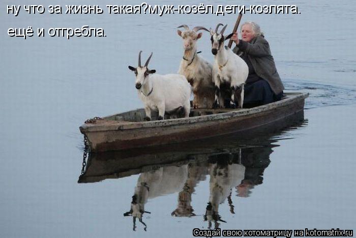 Котоматрица: ну что за жизнь такая?муж-козёл.дети-козлята. ещё и отгребла.