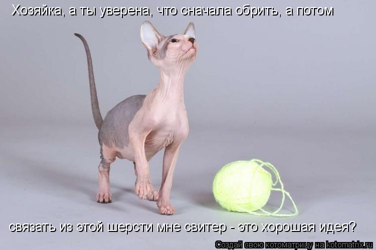 Котоматрица: Хозяйка, а ты уверена, что сначала обрить, а потом связать из этой шерсти мне свитер - это хорошая идея?
