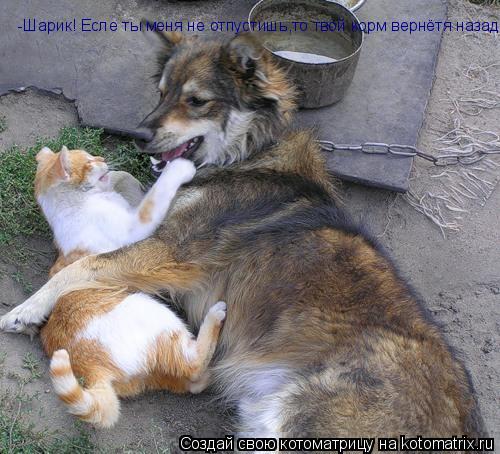 Котоматрица: -Шарик! Есле ты меня не отпустишь,то твой корм вернётя назад!