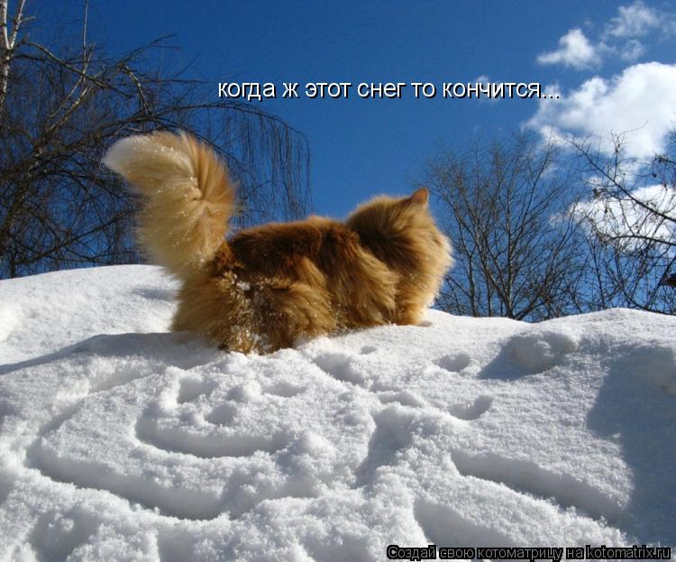 Котоматрица: когда ж этот снег то кончится...