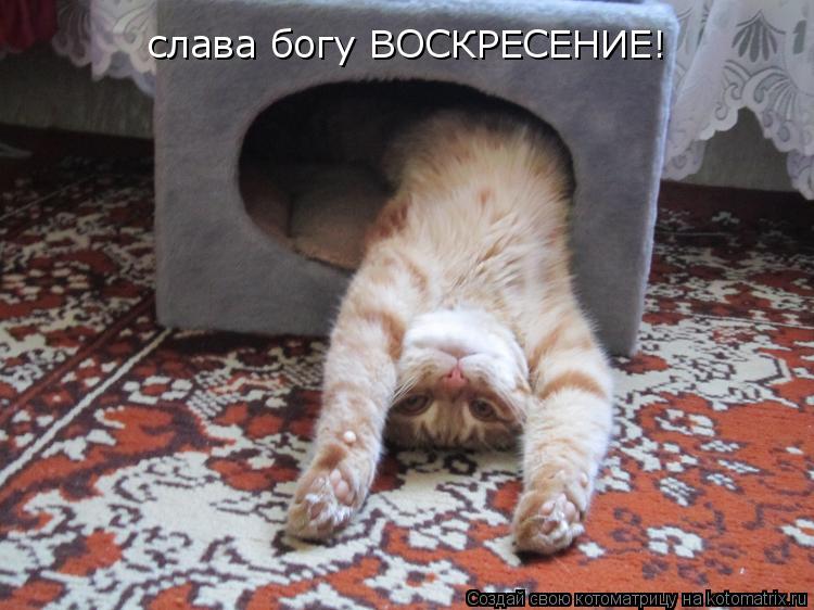 Котоматрица: слава богу ВОСКРЕСЕНИЕ!