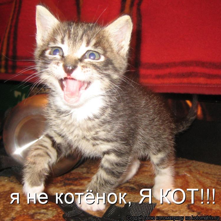 Котоматрица: я не котёнок, Я КОТ!!!