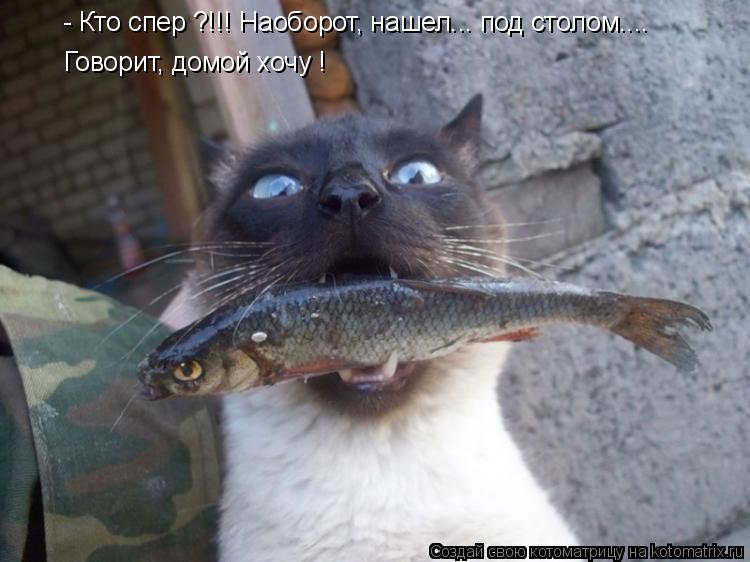 Котоматрица: - Кто спер ?!!! Наоборот, нашел... под столом.... Говорит, домой хочу !