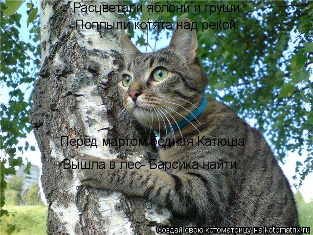 Котоматрица: Расцветали яблони и груши. Поплыли котята над рекой. Перед мартом бедная Катюша Вышла в лес- Барсика найти.