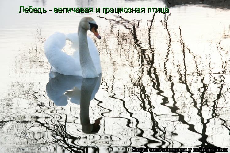 Котоматрица: Лебедь - величавая и грациозная птица