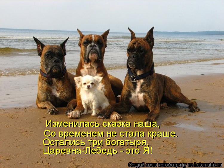 Котоматрица: Изменилась сказка наша, Со временем не стала краше. Остались три богатыря, Царевна-Лебедь - это Я!