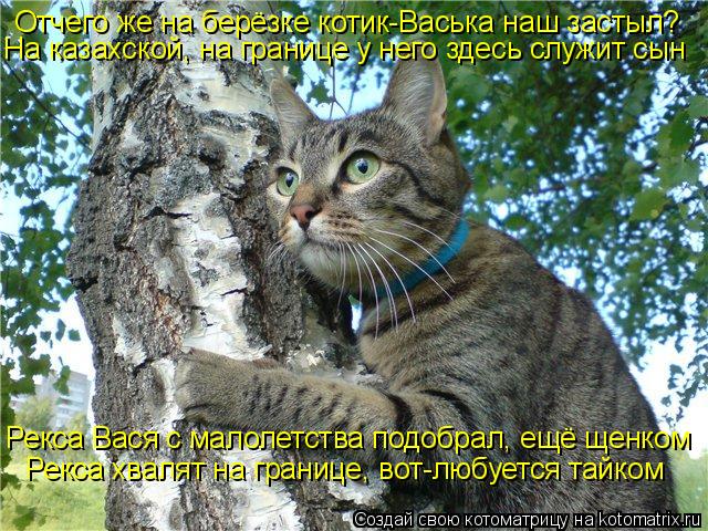 Отчего же на берёзке котик-Васька наш застыл? На казахской, на границе у него здесь служит сын Рекса ... Котоматрица: Отчего же на берёзке котик-Васька наш застыл? На казахской, на границе у него здесь служит сын Рекса Вася с малолетства подобрал, ещё щенком