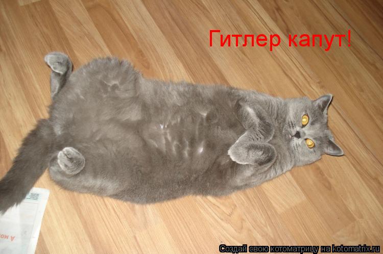 Котоматрица: Гитлер капут!