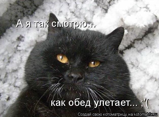 Котоматрица: А я так смотрю... как обед улетает... ;'(