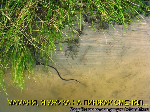 Котоматрица: МАМАНЯ, Я УЖИКА НА ПИНЖАК СМЕНЯЛ... МАМАНЯ, Я УЖИКА НА ПИНЖАК СМЕНЯЛ... МАМАНЯ, Я УЖИКА НА ПИНЖАК СМЕНЯЛ...