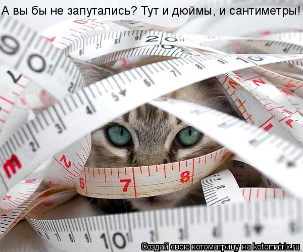 Котоматрица: А вы бы не запутались? Тут и дюймы, и сантиметры!