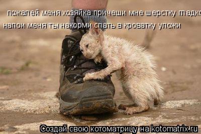 Котоматрица: пожалей меня хозяйка причеши мне шерстку гладко  напои меня ты накорми спать в кроватку уложи