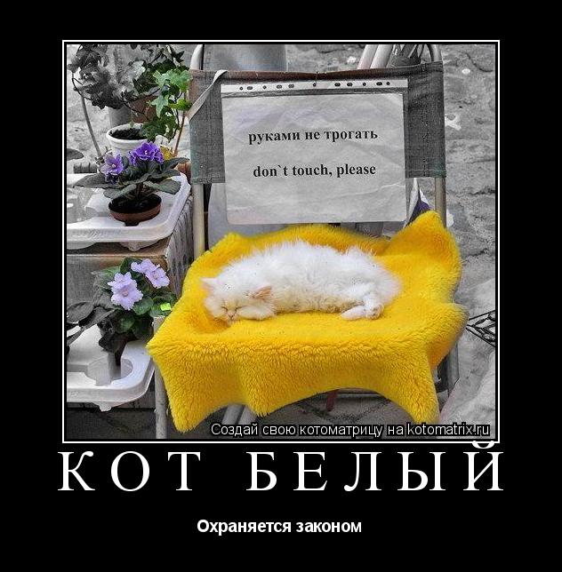 КОТ БЕЛЫЙ Охраняется законом... Котоматрица: КОТ БЕЛЫЙ Охраняется законом