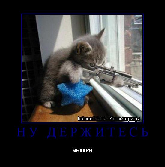 НУ ДЕРЖИТЕСЬ мышки... Котоматрица: НУ ДЕРЖИТЕСЬ мышки