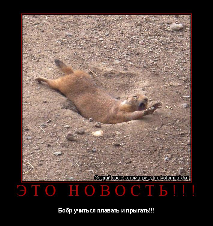 Это новость!!! Бобр учиться плавать и прыгать!!!... Котоматрица: Это новость!!! Бобр учиться плавать и прыгать!!!