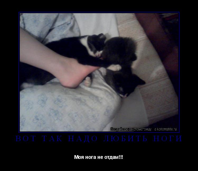 Котоматрица: Вот так надо любить ноги Моя нога не отдам!!!