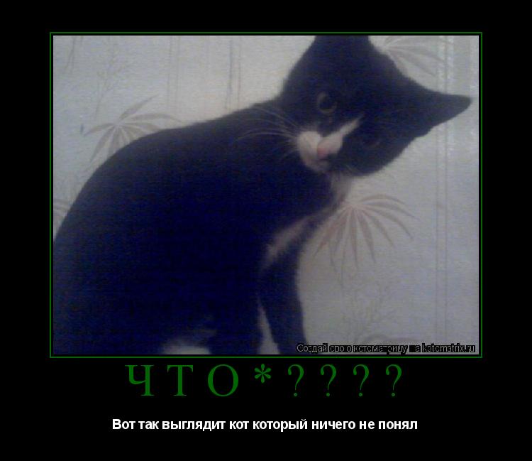 Что*???? Вот так выглядит кот который ничего не понял... Котоматрица: Что*???? Вот так выглядит кот который ничего не понял