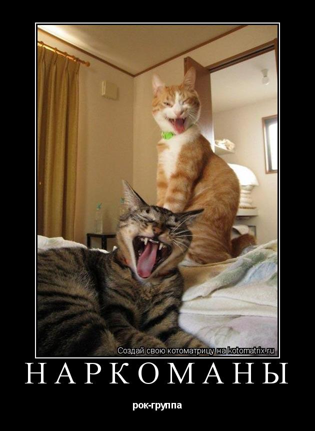 НАРКОМАНЫ рок-группа... Котоматрица: НАРКОМАНЫ рок-группа