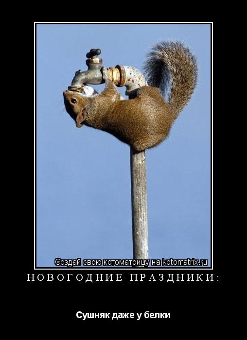 Котоматрица: Новогодние праздники: Сушняк даже у белки