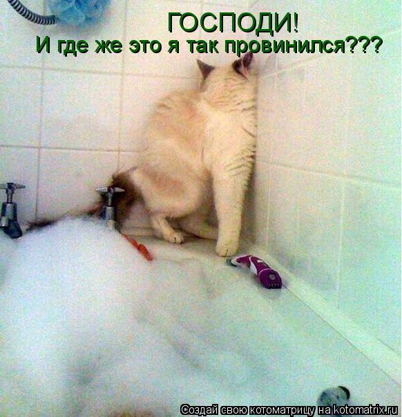 Котоматрица: ГОСПОДИ!  И где же это я так провинился???