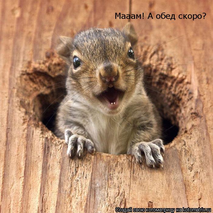 Котоматрица: Мааам! А обед скоро?