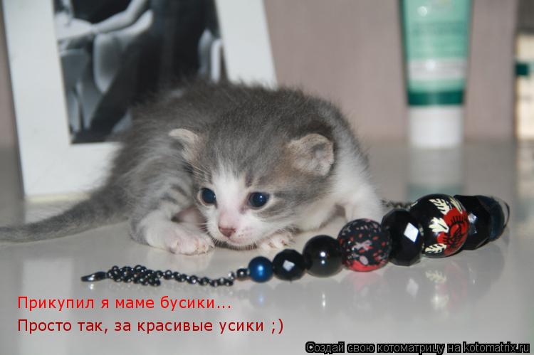 Котоматрица: Прикупил я маме бусики... Просто так, за красивые усики ;)