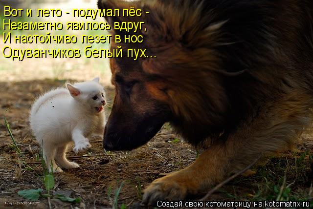 Вот и лето - подумал пёс - Незаметно явилось вдруг, И настойчиво лезет в нос Одуванчиков белый пух...... Котоматрица: Вот и лето - подумал пёс - Незаметно явилось вдруг, И настойчиво лезет в нос Одуванчиков белый пух...