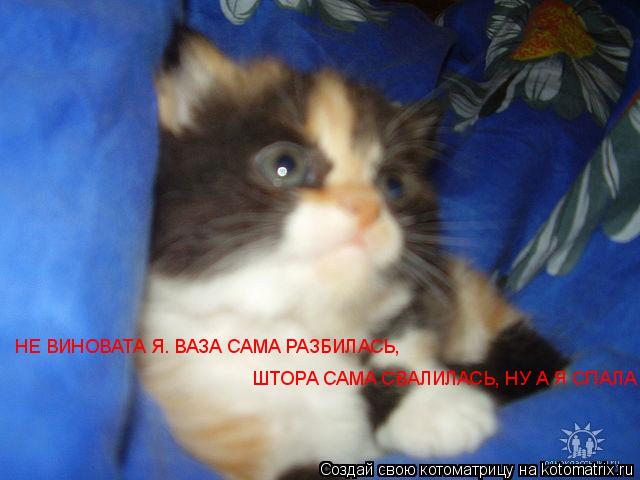 Котоматрица: НЕ ВИНОВАТА Я. ВАЗА САМА РАЗБИЛАСЬ,        ШТОРА САМА СВАЛИЛАСЬ, НУ А Я СПАЛА