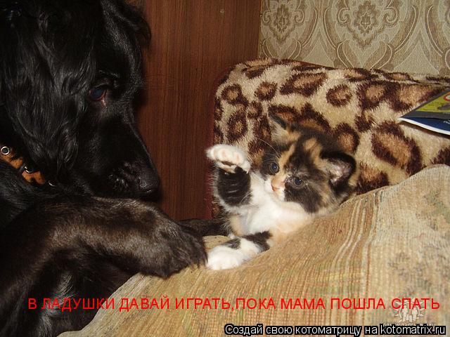 Котоматрица: В ЛАДУШКИ ДАВАЙ ИГРАТЬ,ПОКА МАМА ПОШЛА СПАТЬ