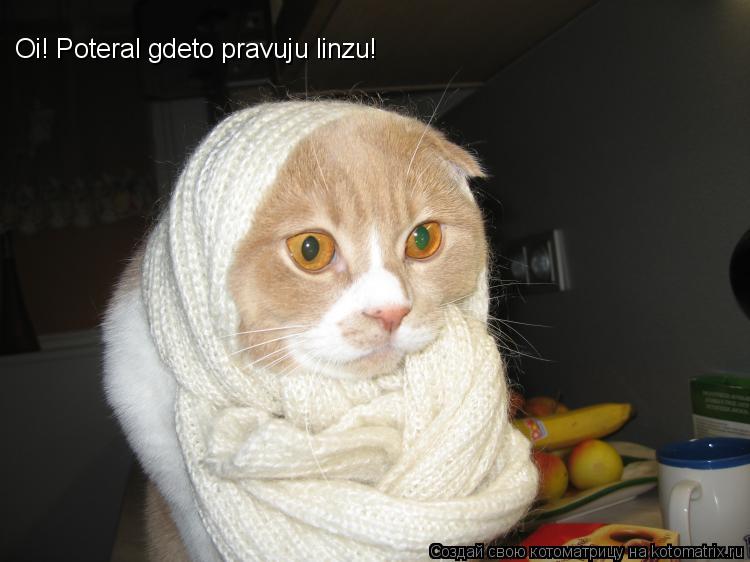 Котоматрица: Oi! Poteral gdeto pravuju linzu!