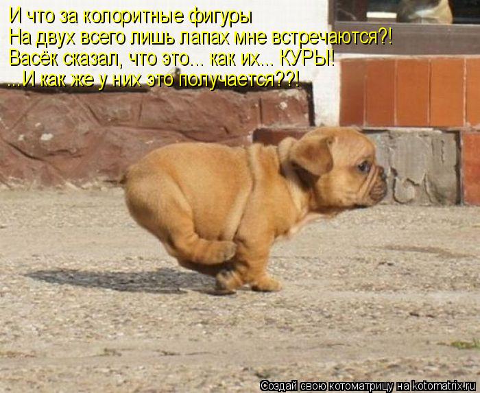 И что за колоритные фигуры На двух всего лишь лапах мне встречаются?! Васёк сказал, что это... как их... Котоматрица: И что за колоритные фигуры На двух всего лишь лапах мне встречаются?! Васёк сказал, что это... как их... КУРЫ! ...И как же у них это получается??!