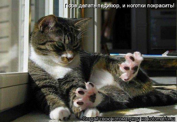 Котоматрица: Пора делать педикюр, и ноготки покрасить!