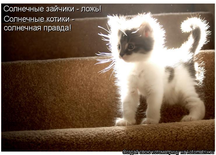 Котоматрица: Солнечные зайчики - ложь! Солнечные котики -  солнечная правда!