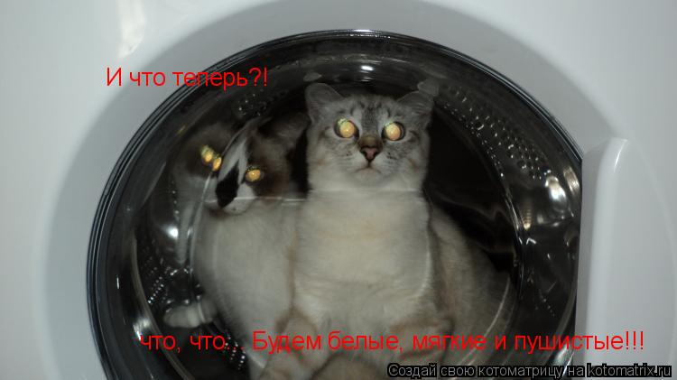 Котоматрица: И что теперь?! что, что... Будем белые, мягкие и пушистые!!!