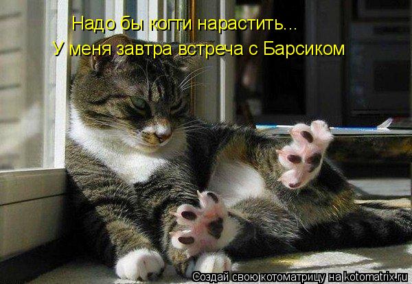 Котоматрица: Надо бы когти нарастить... У меня завтра встреча с Барсиком