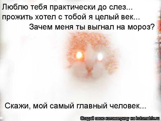 Котоматрица: Люблю тебя практически до слез... прожить хотел с тобой я целый век... Зачем меня ты выгнал на мороз? Скажи, мой самый главный человек...